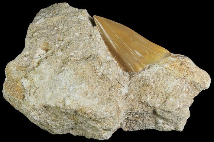 Eocene Otodus Shark Tooth Fossil in Rock - Huge Tooth! #174049